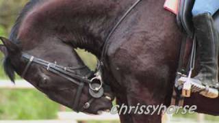 ~ why are humans so cruel ??? ~ !! Stop Horse Slaughter !!