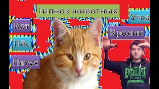 Гипноз животных, гипноз собаки, кошки , утки, кролика , петуха