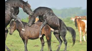 Mating of different animals