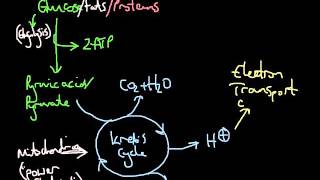 Aerobic system