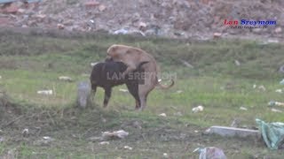 Ultimate Rural Dog Rescue Sweet Feelings Rural Animals Compilation Found In 2018
