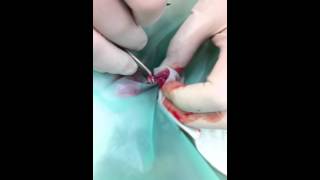 Male Feline Cryptorchidism and Castration