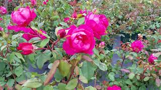 Rosa Benjamin Britten®  (David Austin® English Rose)