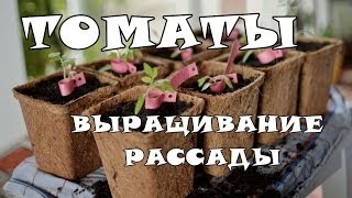 Выращивание рассады томатов (помидоров)