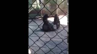+18 Самка обезьяны делает минет самцу
