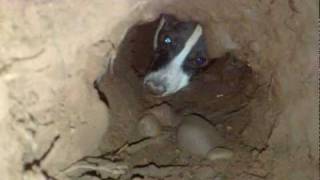 Jack Russell Bud down a rabbit hole