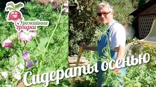 Сидераты осенью. Свойства фацелии и масличной редьки, как сидератов #urozhainye_gryadki
