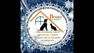 Нижневартовск. Праздник фонда "Право на жизнь" — "Четыре с хвостиком"