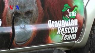 Orangutan Rescue from Borneo Forest Fires