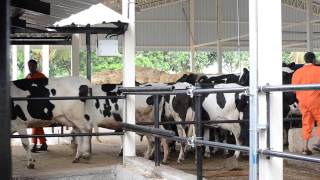 A day at the Cow and Buffalo Healthy Farm