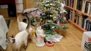 Улётное видео! Как тайские коты и кошки Новый Год встретили! Тайские кошки - это чудо! Funny Cats