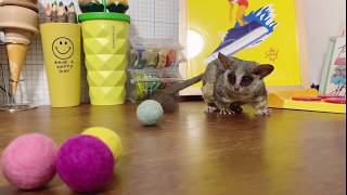 ショウラゴのピザトル 〜独特なボール遊び〜 Bushbaby the Pizzatoru