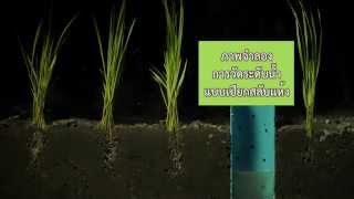 27 การจัดการน้ำในแปลงนา