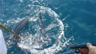SHARK Fishing with a 12 gauge