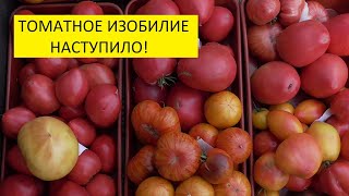 Томаты очень быстро спеют! Завалили меня урожаем!