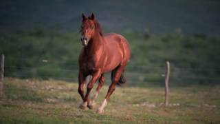 RANCHO EL FORTIN