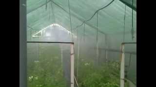 Зеленое черенкование в теплице (Agridor, Серия 4191)