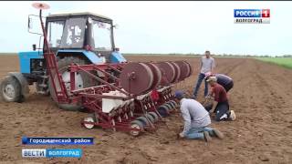 Поля Городищенского района дали хороший урожай лука