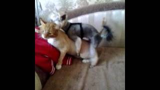 #прикол Секс собаки с котом (Dog makes sex with cat )