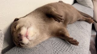 夜中に急にハイテンションで暴走するカワウソ Otter suddenly high and out of control in the middle of the night