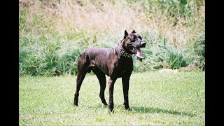 Canis Panther - sensitive, loving and loyal