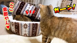 キープした寝床をお姉ちゃん猫に取られちゃった子猫が可愛い　Kitten who was going to use the bed later