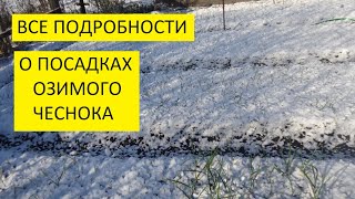 Когда и как высаживать озимый чеснок. Даты посадок, посадочный материал, схемы посева. Подробно.