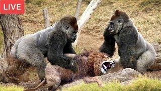 LIVE : Gorilla Attack Lion Save Team | Moments Of Animal Fight Battle - Wild Animal Planet 2018