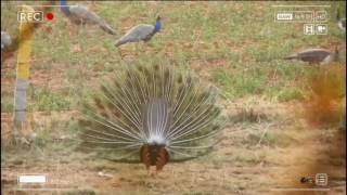 Peacock dance, Turahalli Forest Bangalore