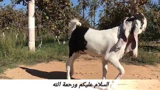 عرض من عروض الماعز الحجازي بليبيا