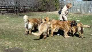 Crazy Leonberger play time