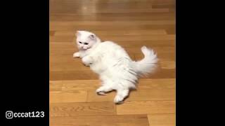Fluffy Persian cat hates touch by feet