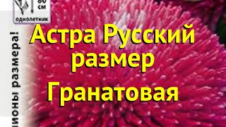 Астра китайская. Краткий обзор, описание характеристик callistephus chinensis Гранатовая