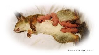 Роды домашней белочки/ Genera of squirrel Sasha/Geburt Eichhörnchen