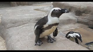 New Penguin Habitats Earn Cincinnati Zoo’s Bird Team Top Honors for Innovative Use of Technology