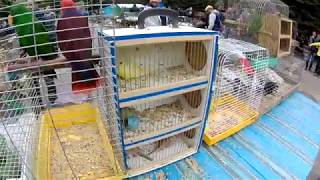 Выставка голубей, певчих и декоративных птиц 07. 10. 17. Днепропетровск