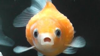 【チャーム】金魚 ピンポンパール Goldfish きんぎょ Carassius auratus var. 珍珠鱗 charm動画