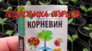 Подкормка огурцов в фазе развития первого настоящего листа.