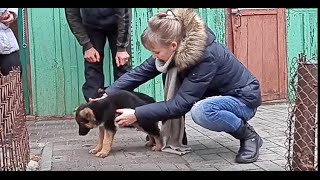 Как ПРАВИЛЬНО ВЫБРАТЬ ЩЕНКА Немецкой Овчарки. How to choose a German Shepherd puppy. Одесса.