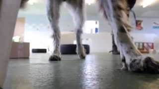 Pet Respect visit Home from Home Pet Care - Scent Work Taster Course