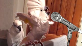 19 Funny Bird Videos || Awesome Compilation