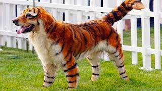 8 ИСЧЕЗНУВШИХ ПОРОД СОБАК, КОТОРЫХ НЕ ОСТАЛОСЬ ДАЖЕ НА ФОТОГРАФИЯХ.