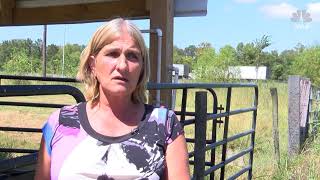 Woman Bites Camel's Testicles