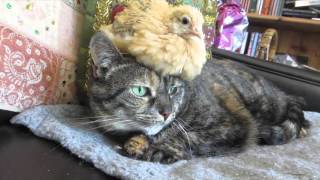 Chick Hat Cat!