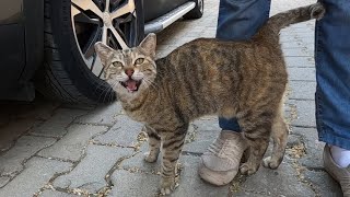 Cat meowing like a stutterer is unbelievably cute
