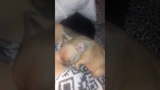 Puppy n titties