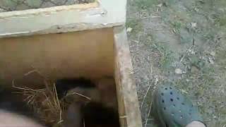 Первые часы жизни нутрят.