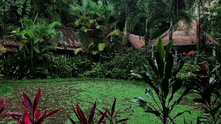 Tropical Rain Sounds & Gentle Rolling Thunder | Relaxing Sounds for Sleep & Insomnia: Calm Rainfall