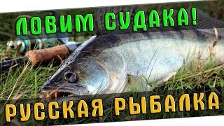 СУДАК+НАЛИМ НА ВОЛХОВЕ!!!!АСМР!!!РУССКАЯ РЫБАЛКА4!!!!!