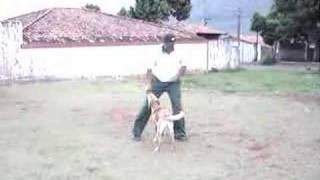 Show Dog.